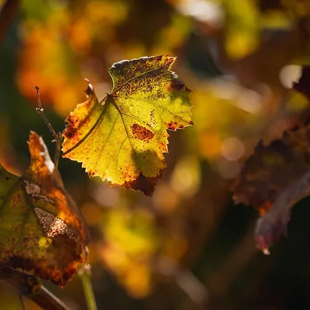 Teresa By Abahana Calpe