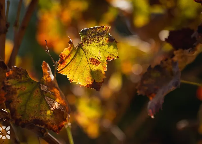 Villa Teresa By Abahana Villas Calpe